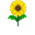 Sunflower.png